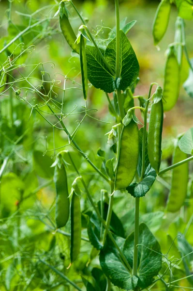 Peas growing in the garden — Stock Photo, Image