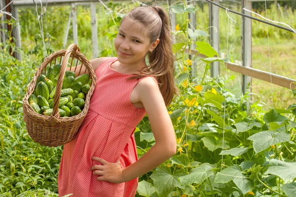 Lovely girl with cucumber harvest in the basket — Stock Photo, Image