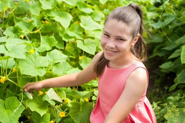 Lovely girl picking cucumber in the greenhouse — Stock Photo, Image