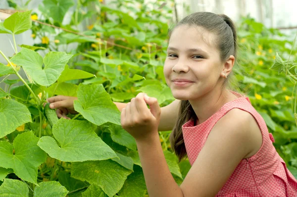 Lovely girl picking cucumber in the greenhouse — Stock Photo, Image