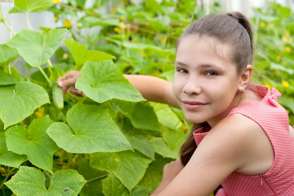 Lovely girl picking cucumber in the greenhouse — Stock Photo, Image