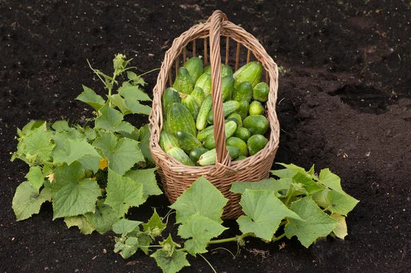 Harvest cucumbers in a basket — Stock Photo, Image