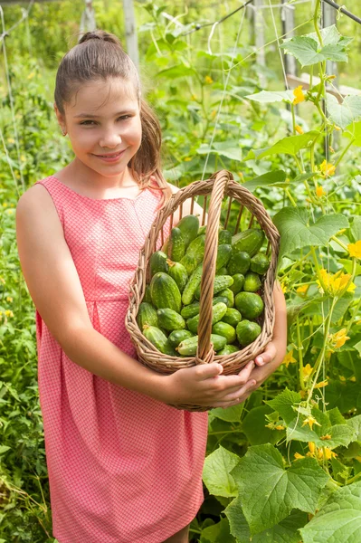 Lovely girl with cucumber harvest in the basket — Stock Photo, Image