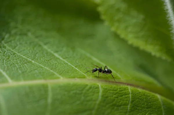 Black ant on a green leaf — Stock Photo, Image