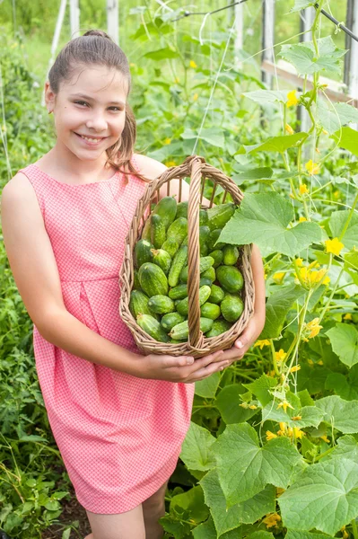 Menina encantadora com colheita de pepino na cesta — Fotografia de Stock