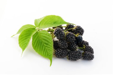 böğürtlen yaprağı ile beyaz zemin üzerine