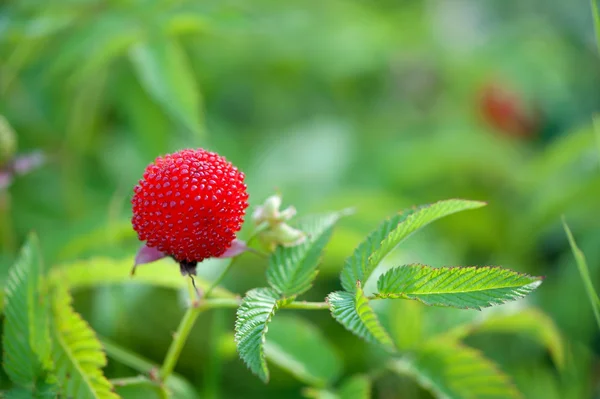 黑莓和覆盆子的花园浆果混合动力 — 图库照片