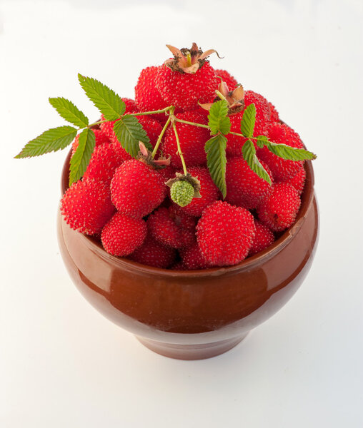 berry garden hybrid of blackberry and raspberry in a clay pot