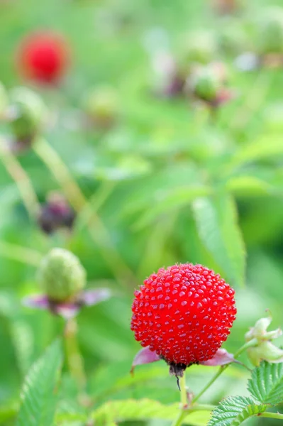 Garden berry hybrid of blackberry and raspberry — Stock Photo, Image