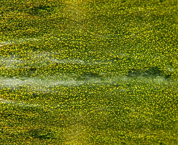 Dandelion field — Stock Photo, Image