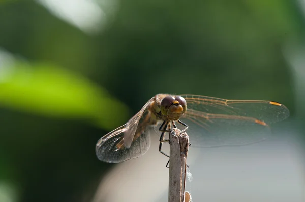 Dragonfly στην υποκατάστημα - Μακροφωτογραφία — Φωτογραφία Αρχείου