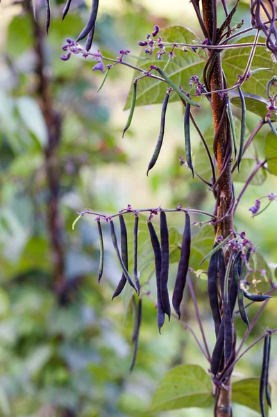 Kidney bean pods on a plant — Stock Photo, Image