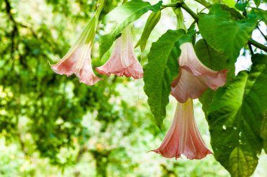 Datura suaveolens çiçek