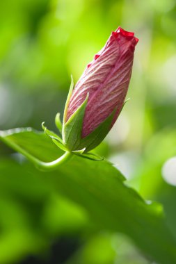 hibiscus çiçeği.