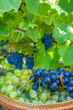 hasır sepet dolu Yeşil üzüm hasat zaman