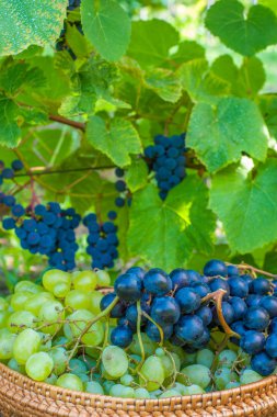 hasır sepet dolu Yeşil üzüm hasat zaman