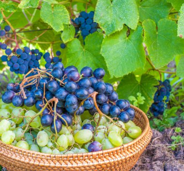 hasır sepet dolu Yeşil üzüm hasat zaman