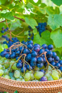 üzüm hasat. sonbahar doğa ile sepet üzüm üzüm