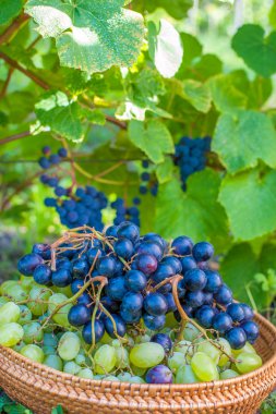 üzüm hasat. sonbahar doğa ile sepet üzüm üzüm