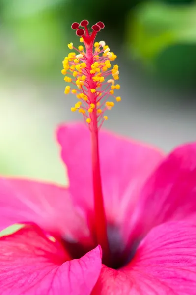 Beautiful pink flower — Stock Photo, Image