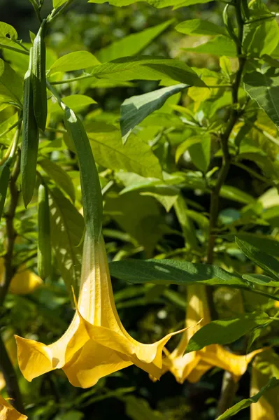 チョウセンアサガオの suaveolens の花 — ストック写真