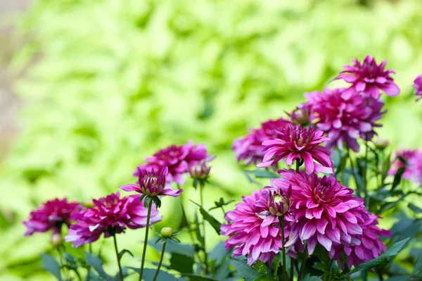开花的秋紫菀花在花园里 — 图库照片