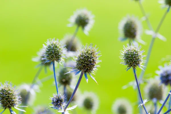 Flowers on a green background — Stock Photo, Image