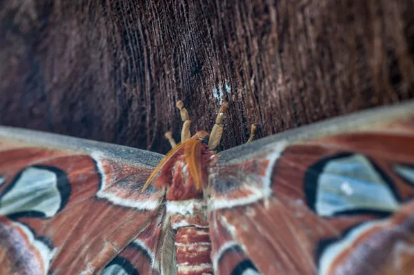 Attacus атлас ночь Баттерфляй — стоковое фото