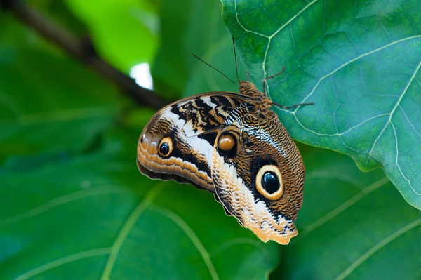 Borboleta na folha verde — Fotografia de Stock