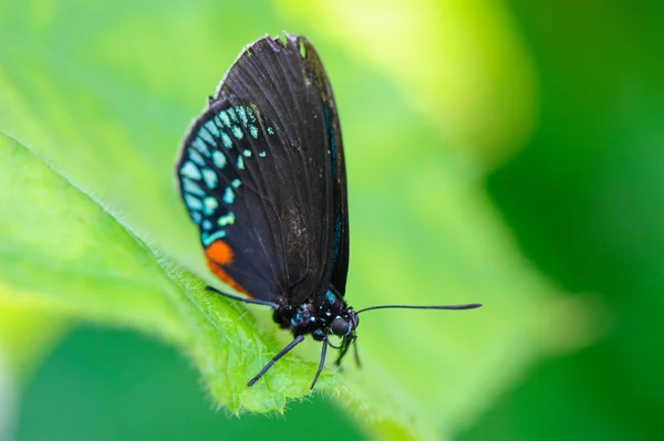 Borboleta — Fotografia de Stock