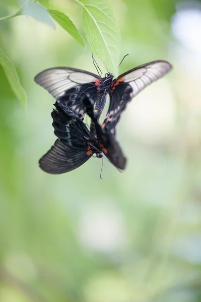 Butterflies — Stock Photo, Image