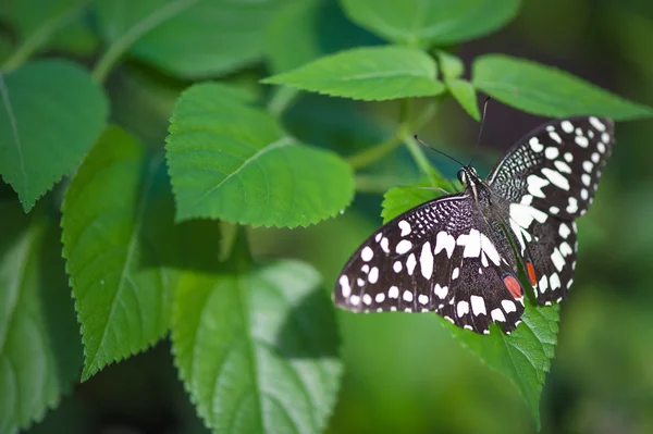 Borboleta na folha verde — Fotografia de Stock