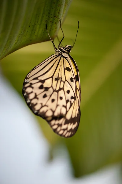 Butterfly on green leaf — Stock Photo, Image