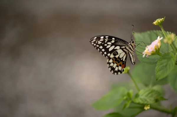 Borboleta — Fotografia de Stock