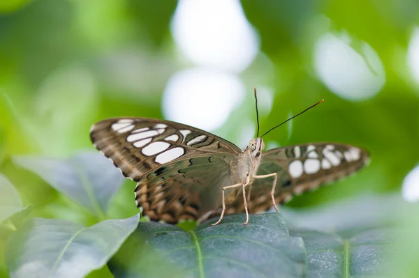 Borboleta na folha verde — Fotografia de Stock