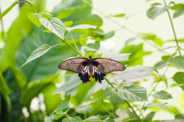 Borboleta na folha verde — Fotografia de Stock