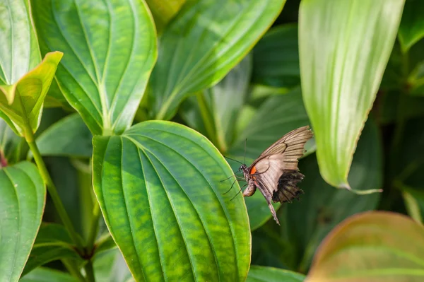 Borboleta na folha verde — Fotografia de Stock