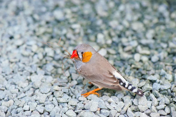 Beautiful gray bird — Stock Photo, Image