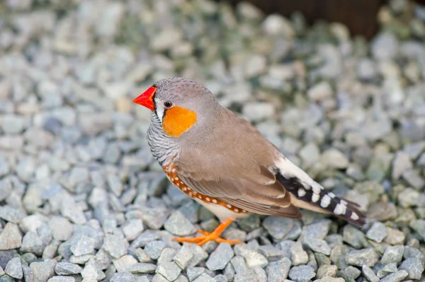 Mooie grijze vogel — Stockfoto