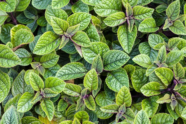 Plectranthus forsteri — Stock Photo, Image