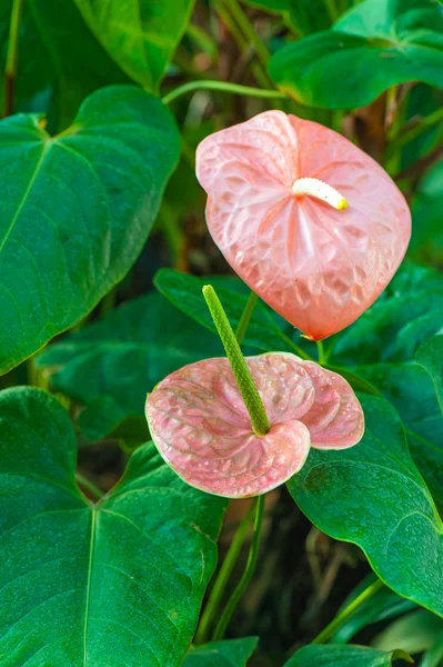 Anthurium andraeanum — Foto Stock