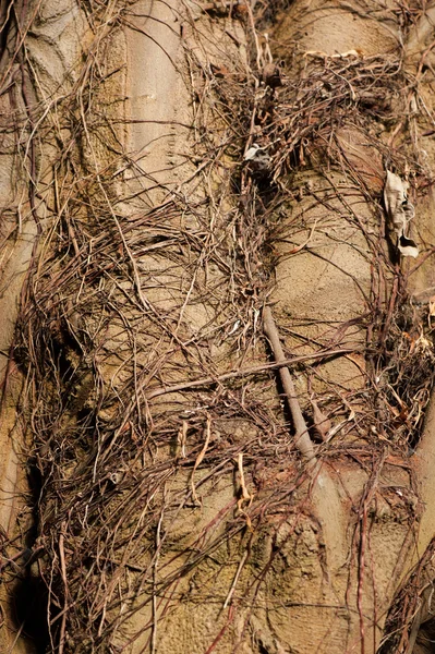Gövde palmiye — Stok fotoğraf
