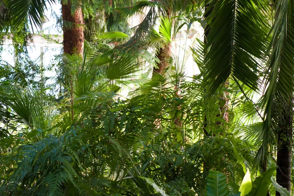 Het palm blad in tropische bossen — Stockfoto
