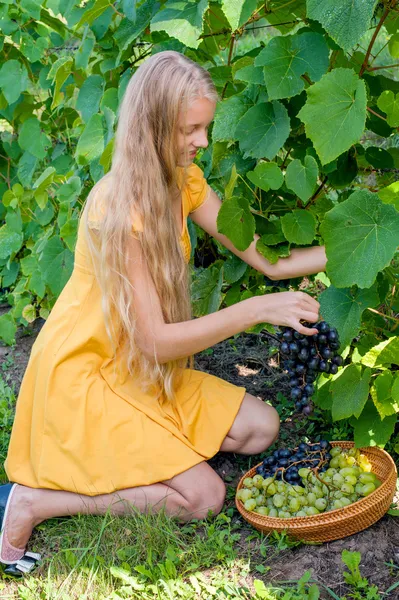 Menina colhendo uvas maduras na vinha — Fotografia de Stock