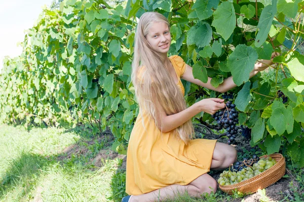 Girl picking ripe grapes in vineyard — Stock Photo, Image
