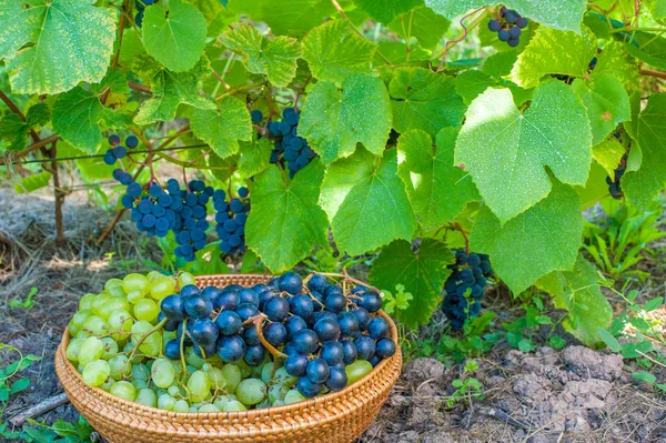Small picnic basket in a vineyard — Stock Photo, Image