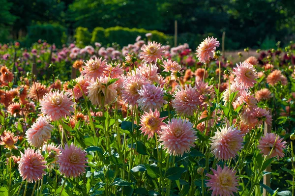 紫菀花 — 图库照片