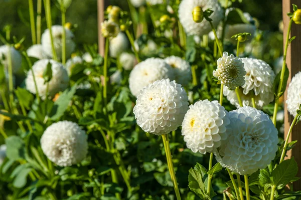 紫菀花 — 图库照片