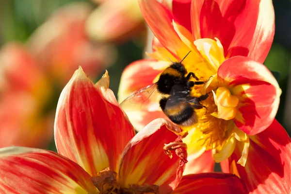 Bumblebee on aster flower — Stock Photo, Image