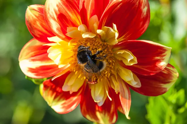 Mehiläinen asterinkukalla — kuvapankkivalokuva